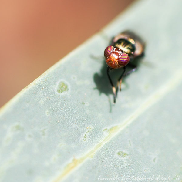 آموزش عکاسی از حشرات