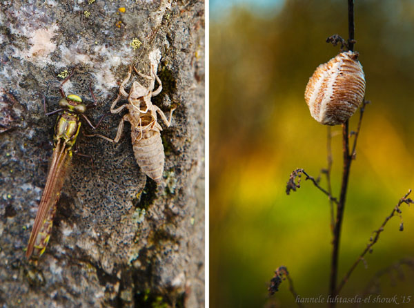 آموزش عکاسی از حشرات